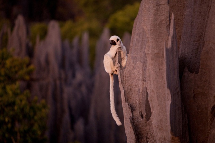 雪白色的狐猴攀附石林用跳躍的方式移動。(圖片來源／amusingplanet）