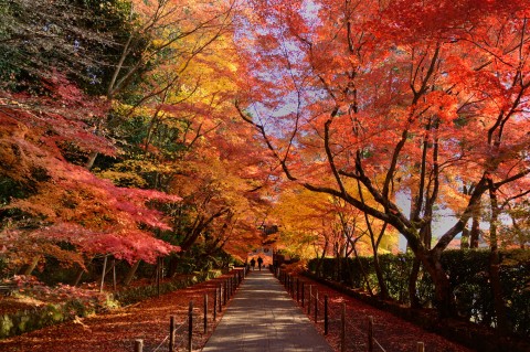 到日本賞楓是台灣遊客最喜歡的行程。(圖片來源／koyo.walkerplus）