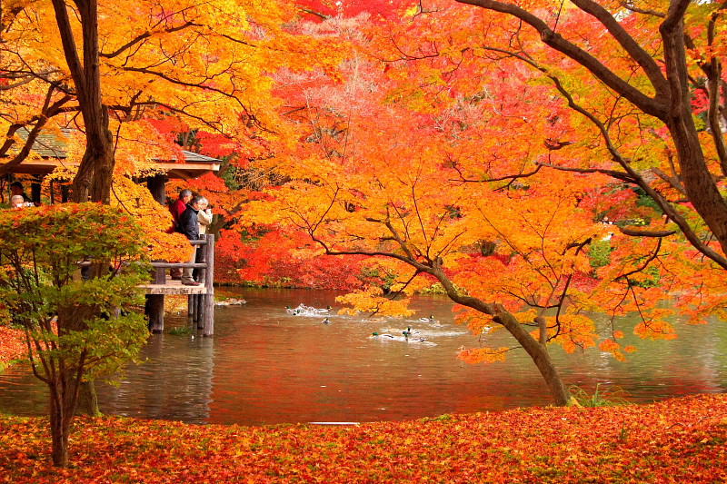 秋天的京都府立植物園，池畔楓景相掩映。（圖片來源／sano567）