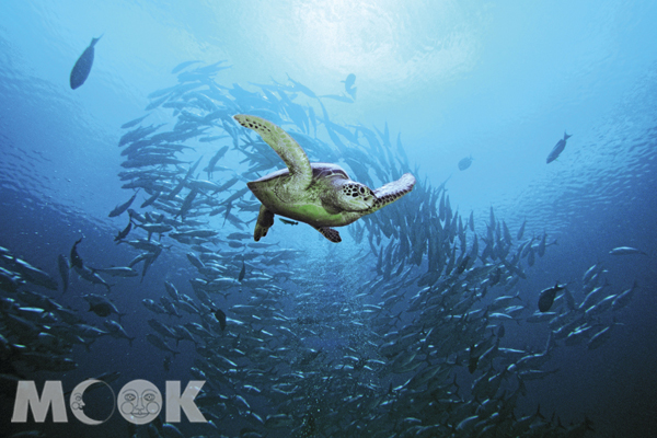 馬爾地夫海底資源豐富，是相當受歡迎的潛水勝地。(圖片提供／博海旅遊）