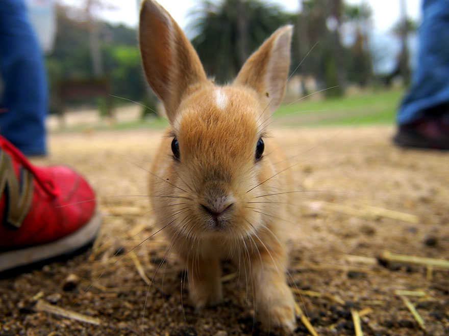 兔子的可愛溫馴模樣深受喜愛。(攝影／EngVagabond）