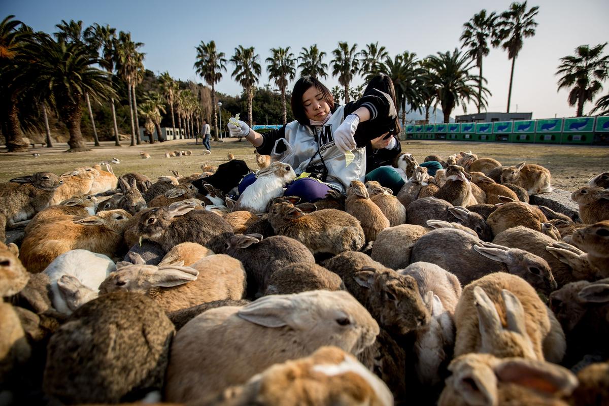 被上百隻兔子包圍的畫面相當驚人。(攝影／Chris McGrath）