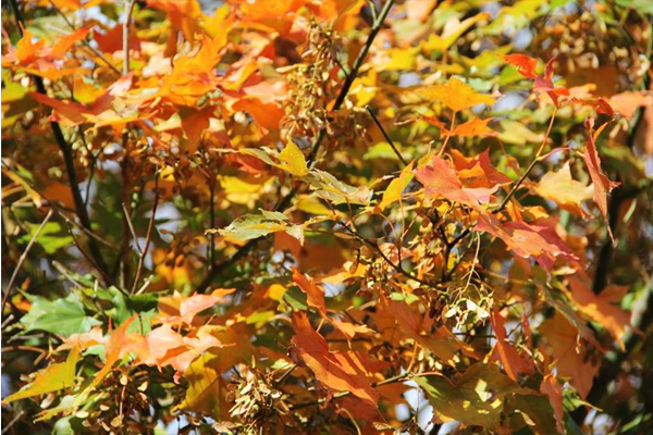 正處於變色期的楓槭，顏色正繽紛熱鬧。(圖片來源／武陵農場 Wuling Farm）