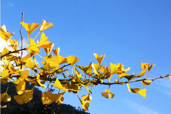 銀杏的金黃，是秋天最亮眼的顏色。(圖片來源／武陵農場 Wuling Farm）