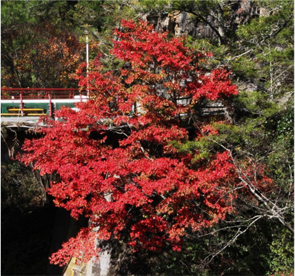 目前萬壽橋旁紅葉已經轉紅。(圖片來源／武陵農場 Wuling Farm）