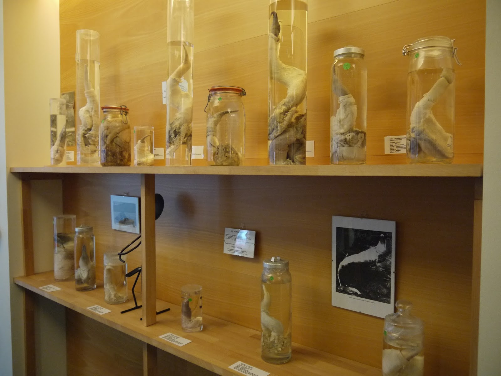 陰莖博物館蒐藏了全球所有哺乳類的陰莖標本。(圖片來源／alexsicelandicsaga）