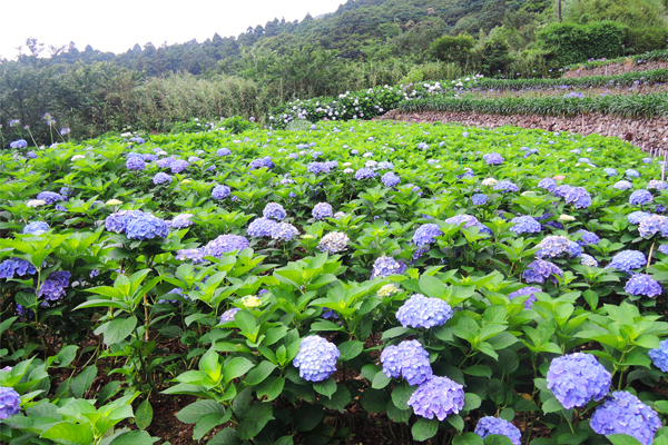 繡球花花色漸層多變化，放眼望去，美不勝收。(圖片來源／台北市大地處）