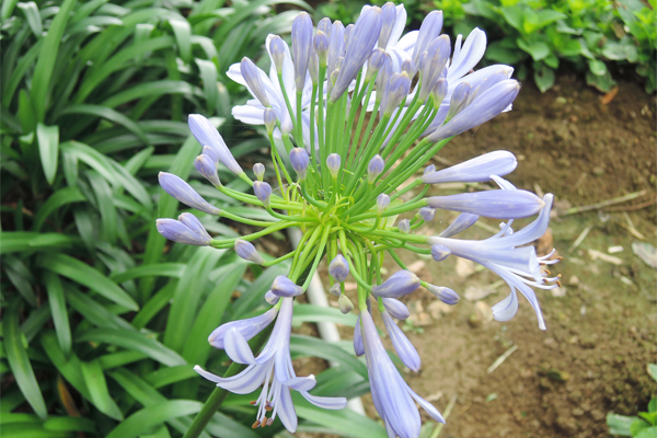 紫色愛情花，含苞待放的神情引人駐足。(圖片來源／台北市大地處）