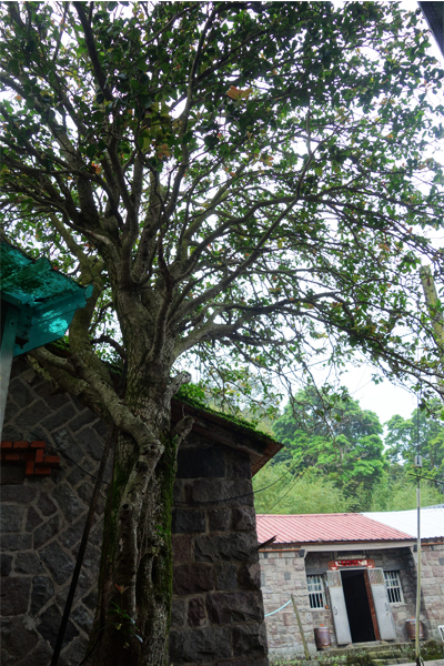 桂花老樹，據說是許家阿嬤的嫁妝。(圖片來源／臺北市大地處）