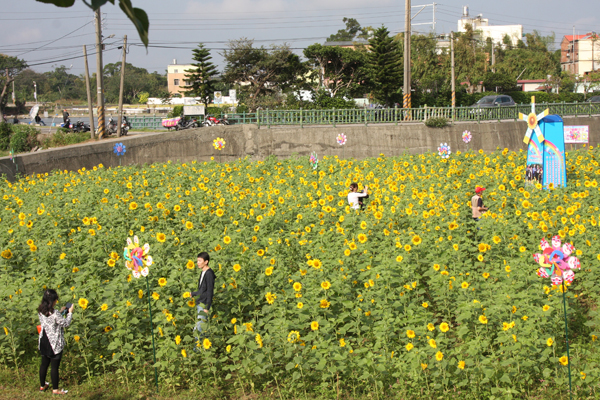 平鎮打造2公頃太陽花迷宮海吸引許多民眾前來賞花。(圖片來源／平鎮市公所）