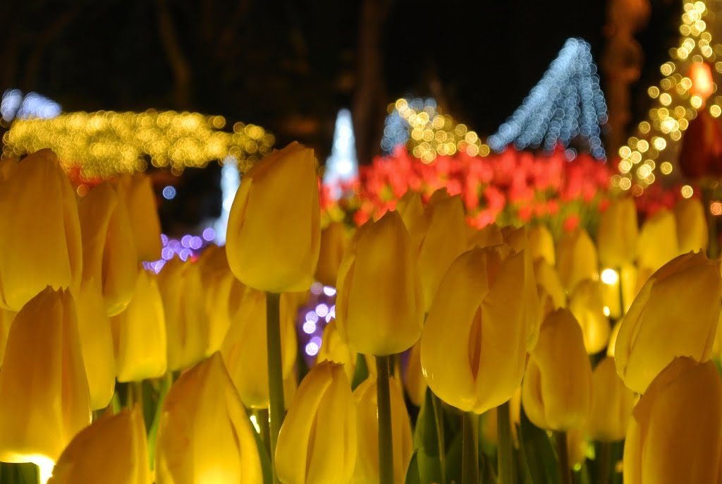 從2015/1/1起，兩萬朵的鬱金香燈區開放，場景夢幻多彩。(圖片來源／myu77photo）