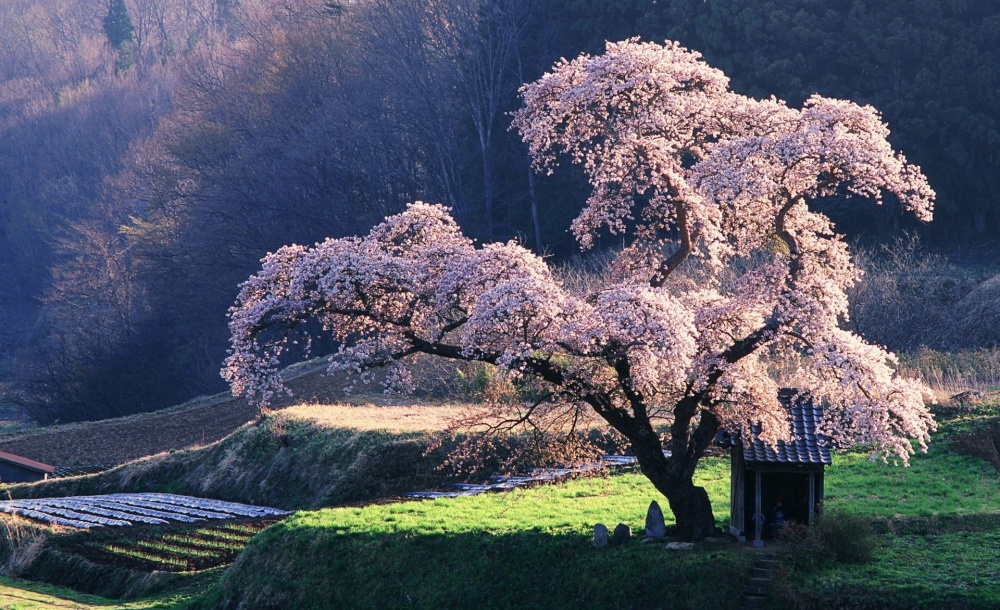 日本的櫻花美景，如詩如畫讓人陶醉。(圖片來源／artnaz）