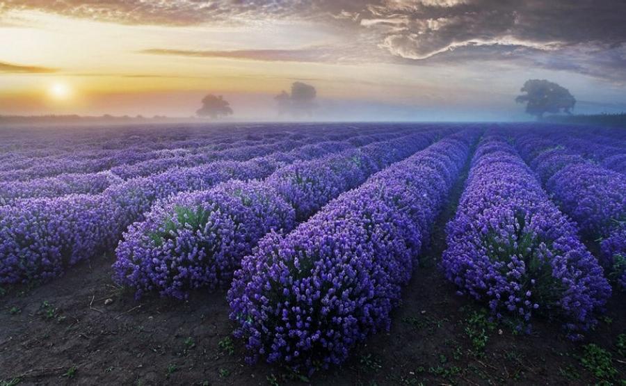 一望無際的紫色薰衣草田，看起來相當浪漫。(圖片來源／mostbeautifulplacesintheworld）