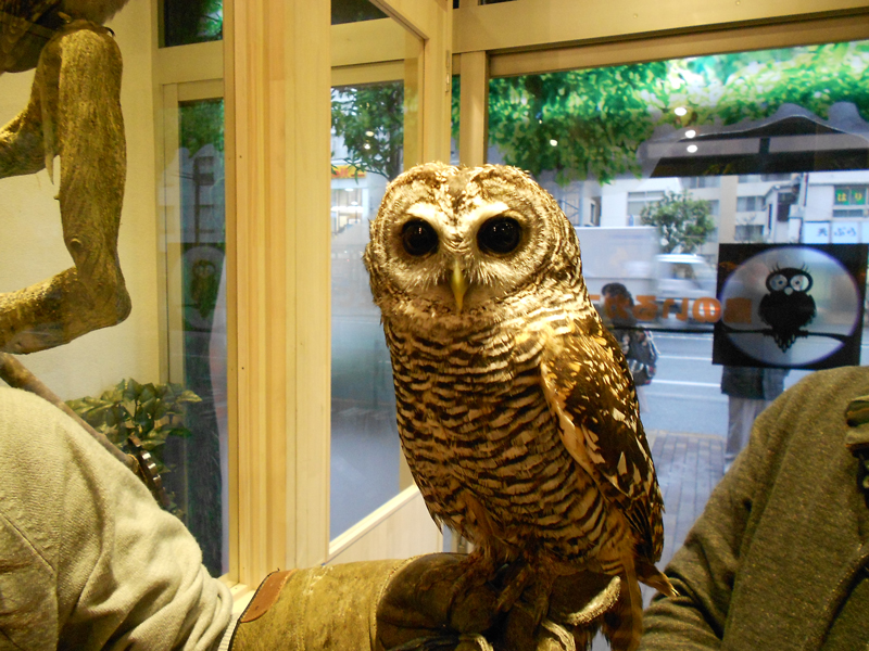 客人能在咖啡店內與貓頭鷹做互動。(圖片來源／schnajr）