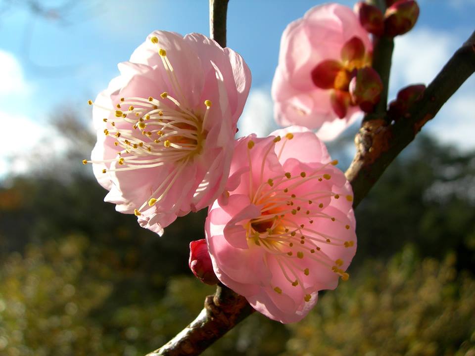 武陵農場梅花初開。(圖片來源／武陵農場 Wuling Farm）