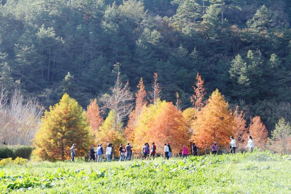 位於露營區的落羽松，顏色正美。(圖片來源／武陵農場 Wuling Farm）