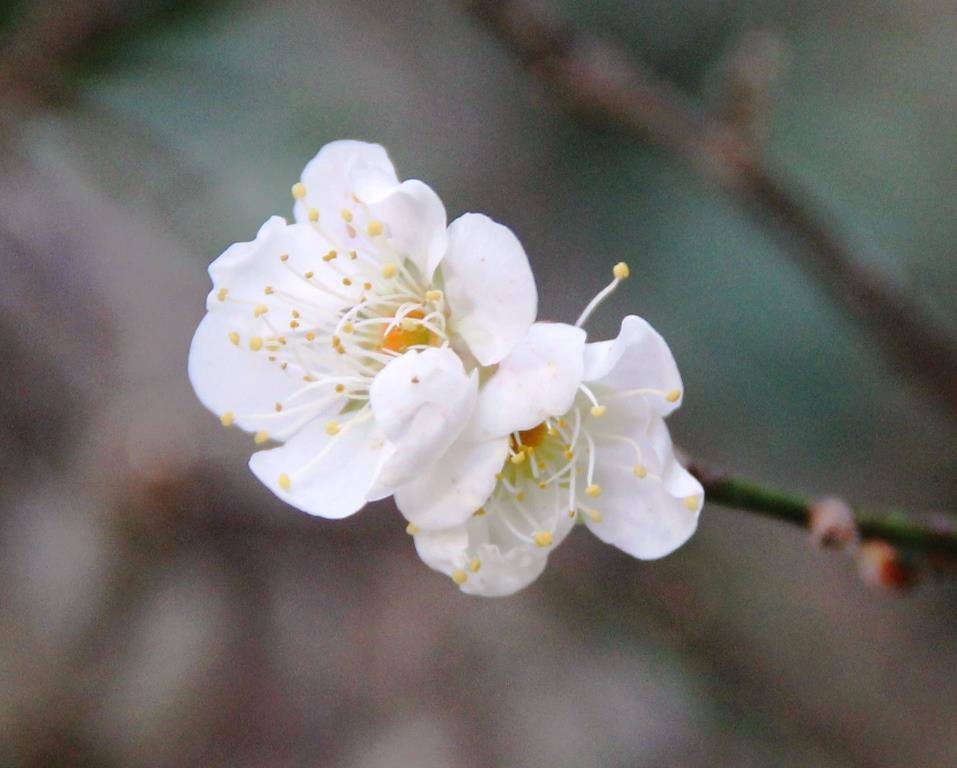 梅花初開。(圖片來源／武陵農場 Wuling Farm）