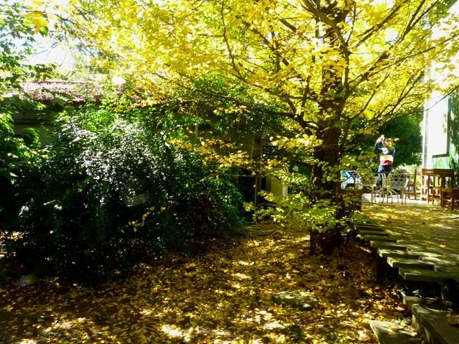 武陵農場四季都有不同風景，非常適合家人出遊。(圖片來源／武陵農場 Wuling Farm）