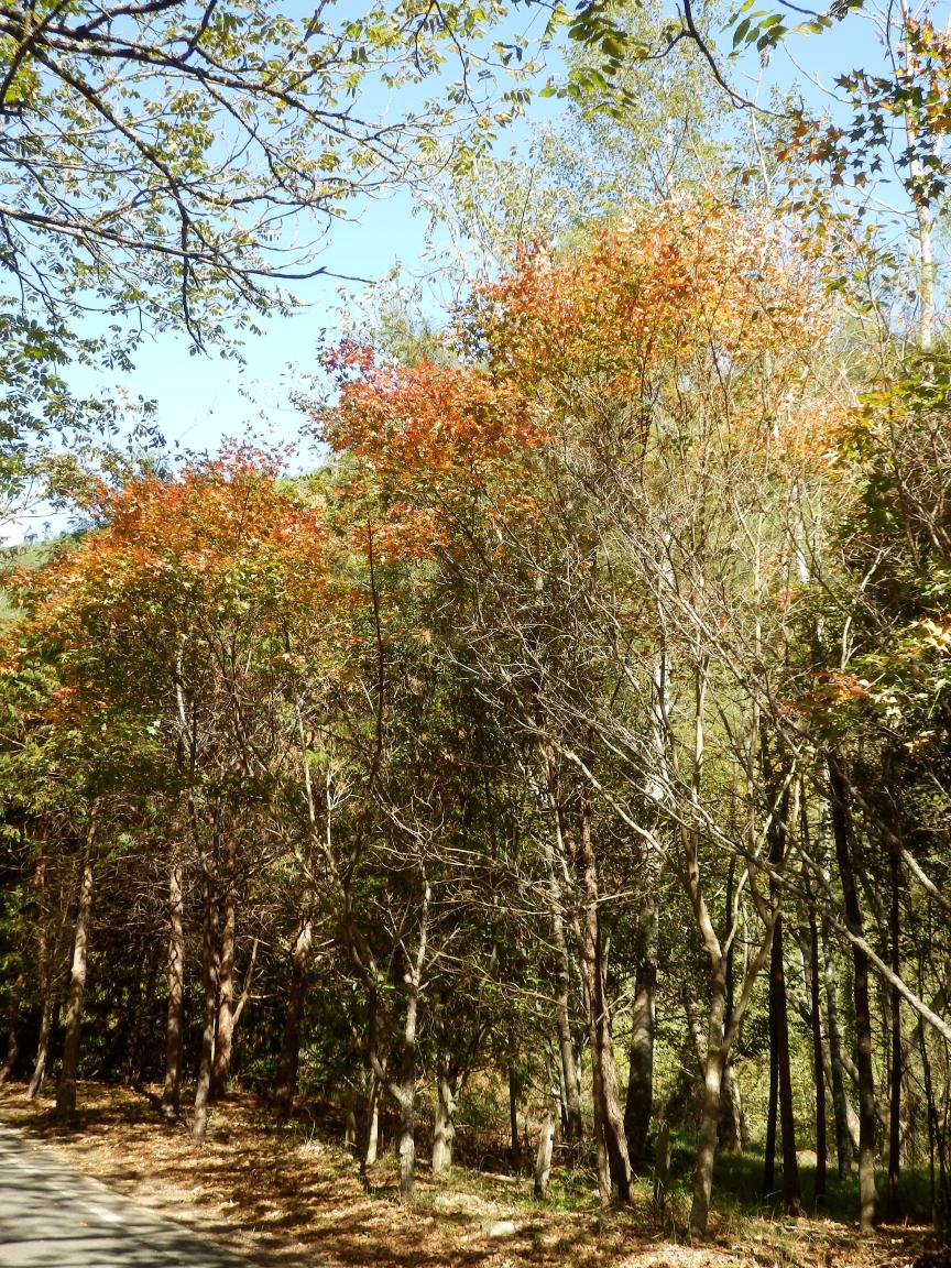 武陵山林風景，四季皆美。(圖片來源／行政院林務局）