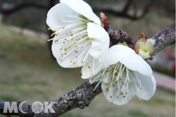 梅花優雅綻放，白色芬芳。(圖片提供／中華綠生活休閒發展協會）