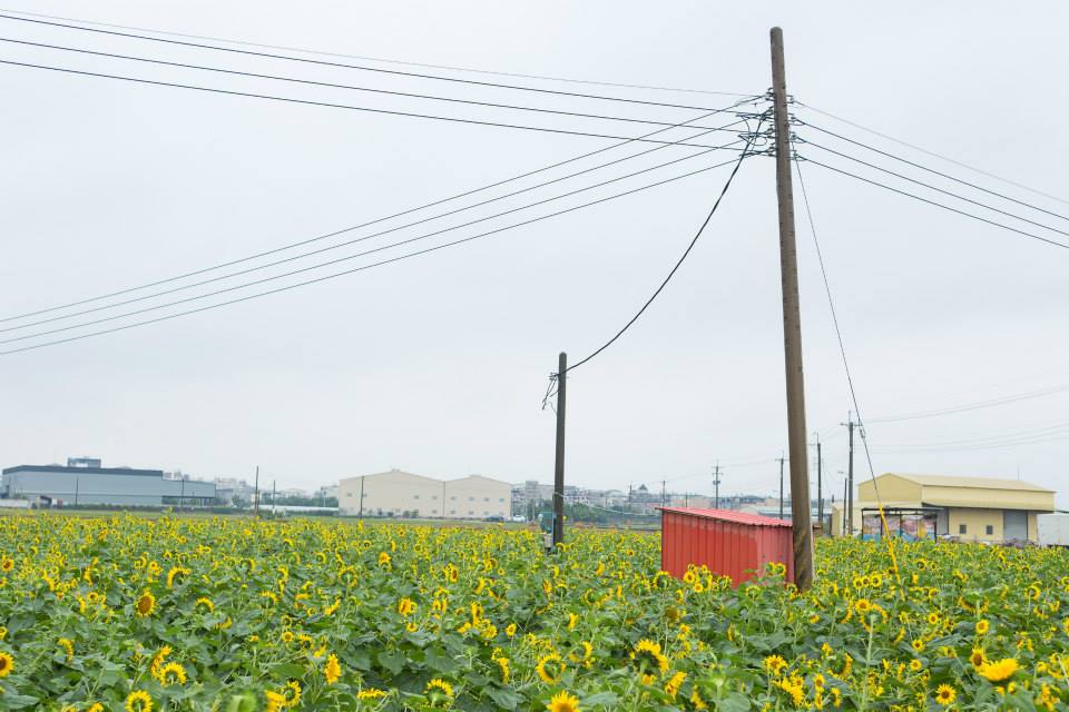 今年以向日葵、波斯菊等花卉打造花海。(圖片來源／103年嘉義市花海節）