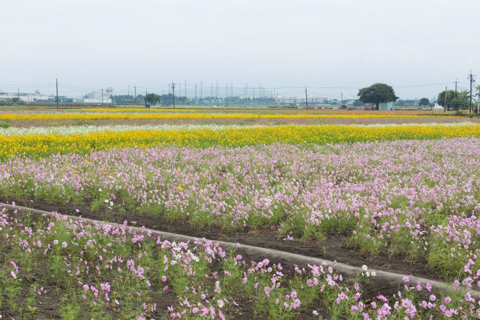 19公頃大的花田，有榕樹、遊人點綴，像是水彩畫作般美麗。(圖片來源／103年嘉義市花海節）