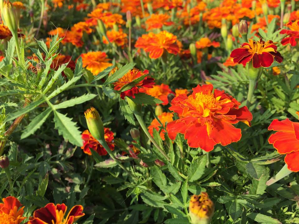 百日花、波斯菊，鮮豔的花色成了最美的風景。(圖片來源／103年嘉義市花海節）