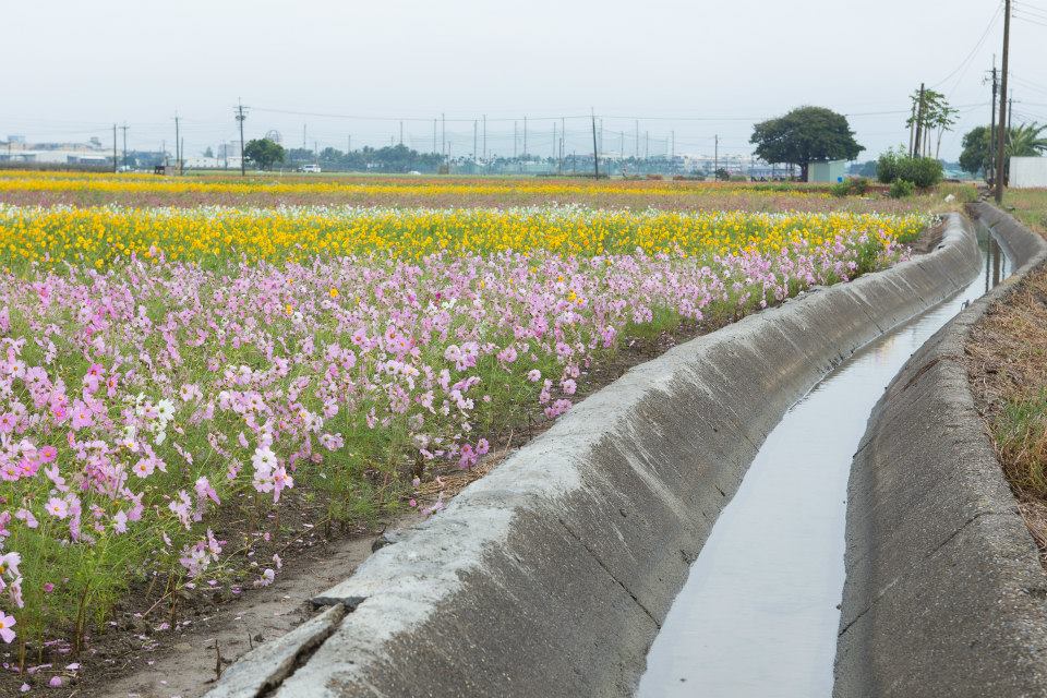 一起來嘉義花現幸福吧。(圖片來源／103年嘉義市花海節）