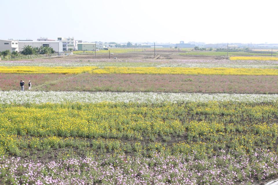 到嘉義市遊賞花田、農村景色，將煩憂拋到九霄雲外。(圖片來源／103年嘉義市花海節）