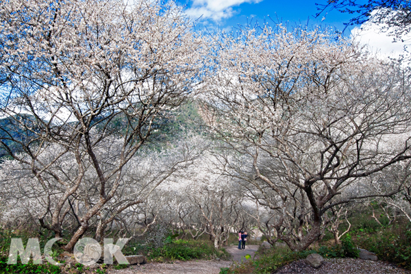 南投花卉秘境互助國小。(圖片提供／南投縣政府觀光處）