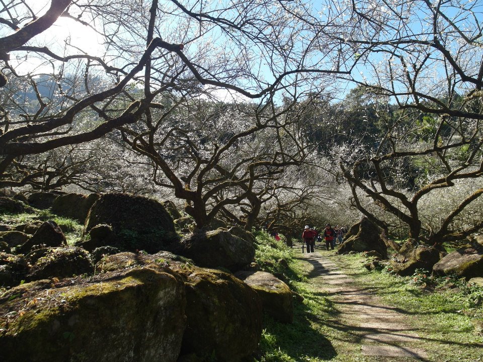 烏松崙地勢居高臨下，除了欣賞梅樹花海更可遠眺信義鄉群峰，是近期新興得賞梅去處。(圖片來源／烏松崙森林渡假營【石家梅園】）