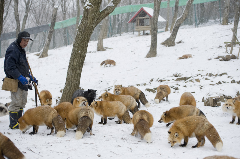 上百隻的狐狸，在園區內自在走動。(圖片來源／livedoor）