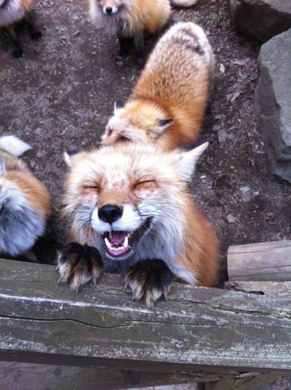 園區內狐狸因長期受到工作人員照顧，相較於野生狐狸溫馴許多。(圖片來源／gameover）