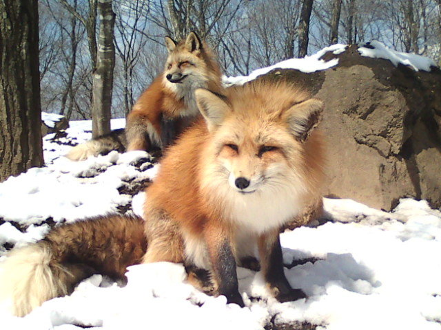 狐狸的聰明優雅，深受日本人喜愛。(圖片來源／ameblo）