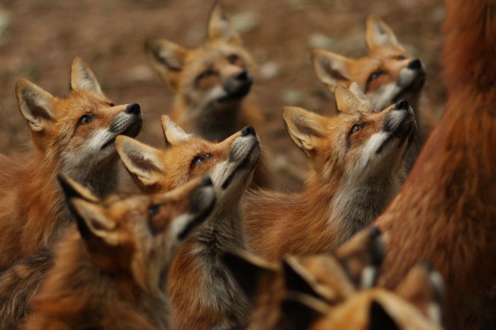 雖然這裡的狐狸已經溫馴許多，但為了安全，園方還是建議不要隨意碰觸。(圖片來源／matome）