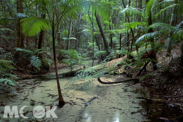 穿過雨林的小溪，水質清澈到近乎透明。(圖片提供／昆士蘭觀光局）