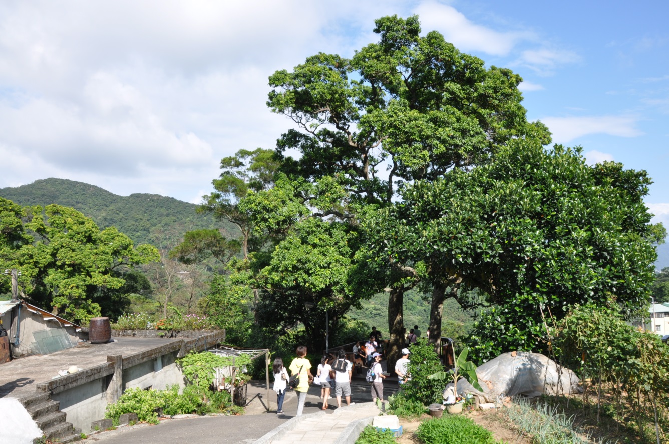 兩顆紅楠相依偎，故取名夫妻樹。(圖片來源／台北市大地處）