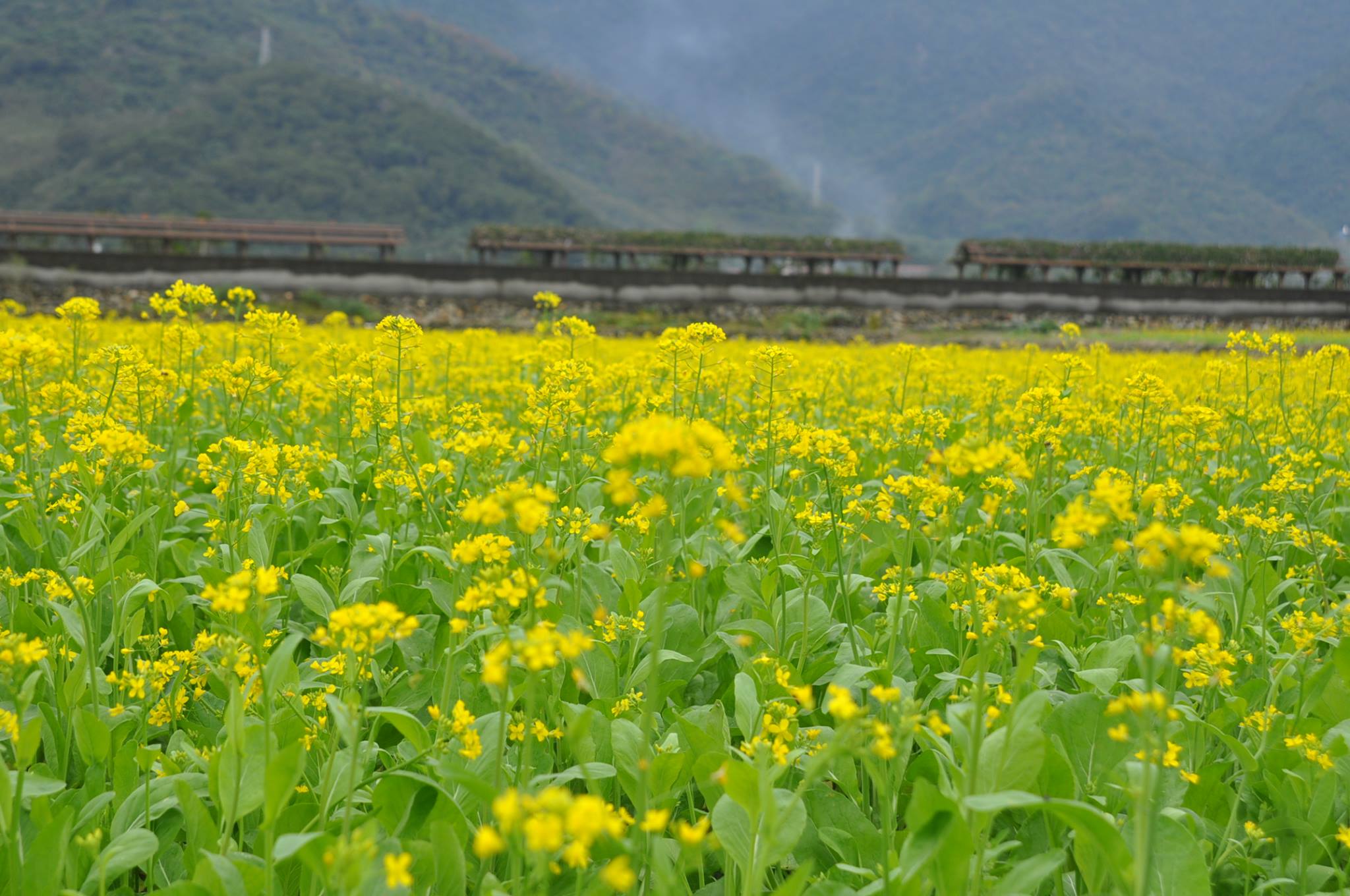 花季一直延續到春節，非常適合帶著家人一起賞花。(圖片來源／花東農遊趣 跟著節氣趣旅行Let’s go）