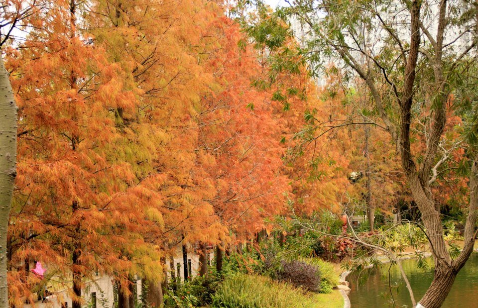 青衣公園內十多棵的落羽松，秋色柔和靜謐。(圖片來源／weshare）