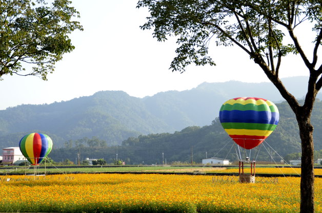 花海面積高達150公頃，呈現大片金黃花毯。(圖片來源／三星鄉公所）