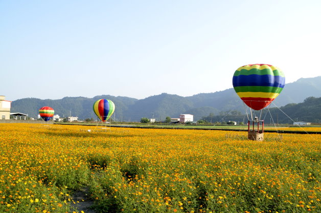 花海將持續盛開至新春。(圖片來源／三星鄉公所）