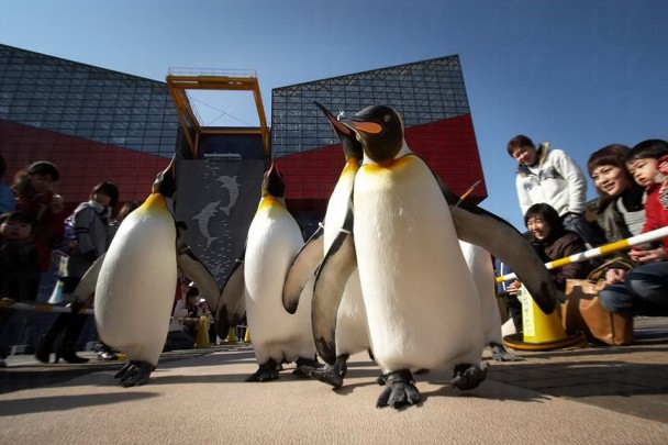 可愛的企鵝巡遊到2015年1月12日前都還有機會看到。(圖片來源／海遊館）