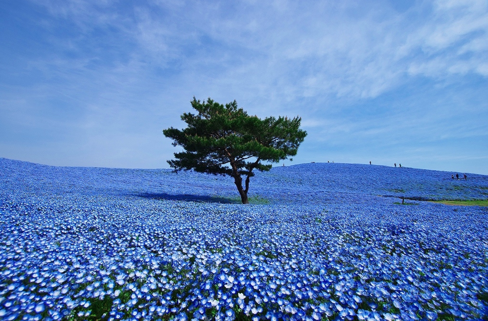 茨城縣的國營日立海濱公園，如夢一般的美景。(圖片來源／buzzfeed）
