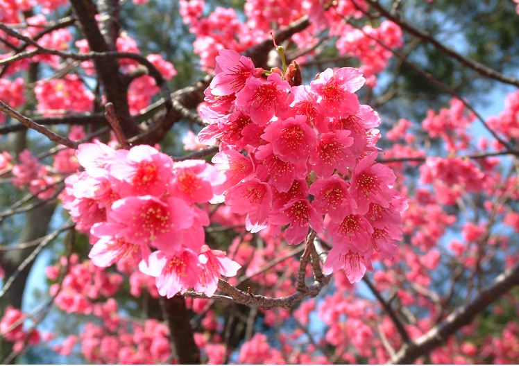 嬌小粉紅的花朵，可愛迷人。(圖片來源／台北市大地處）