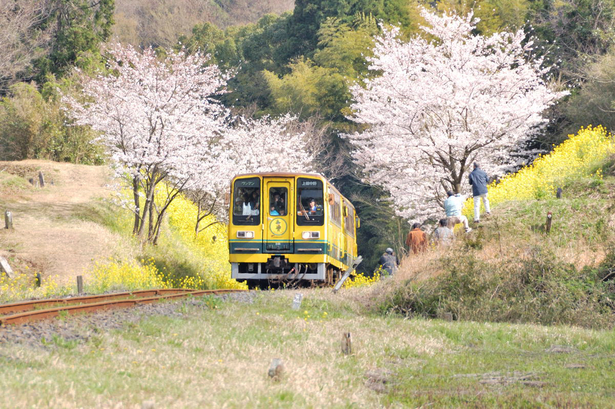 春季夷隅鐵道兩旁白櫻與金黃油桐花美不勝收。(圖片來源／cappuccino4623）