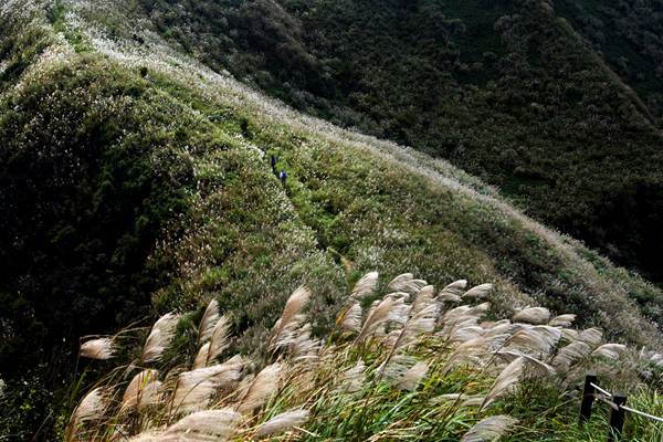 芒草花花期為11、12月，目前在北海岸及較高海拔山區仍可見到銀白色芒花花海美景。(圖片來源／tour.tpc）