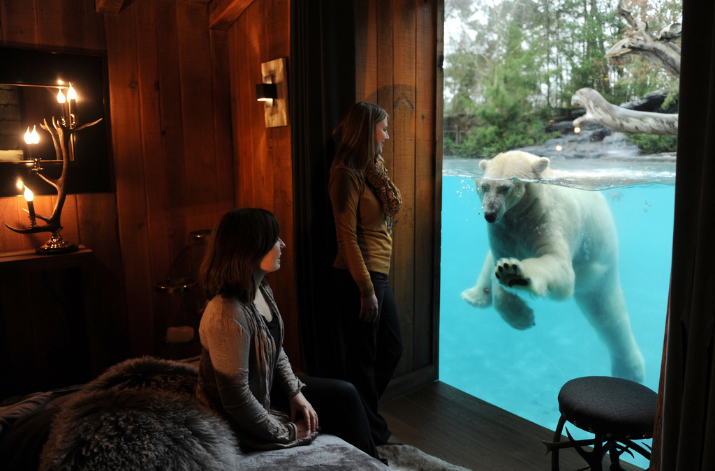 法國動物園推出與北極熊共度一晚活動。(圖片來源／infoseek）