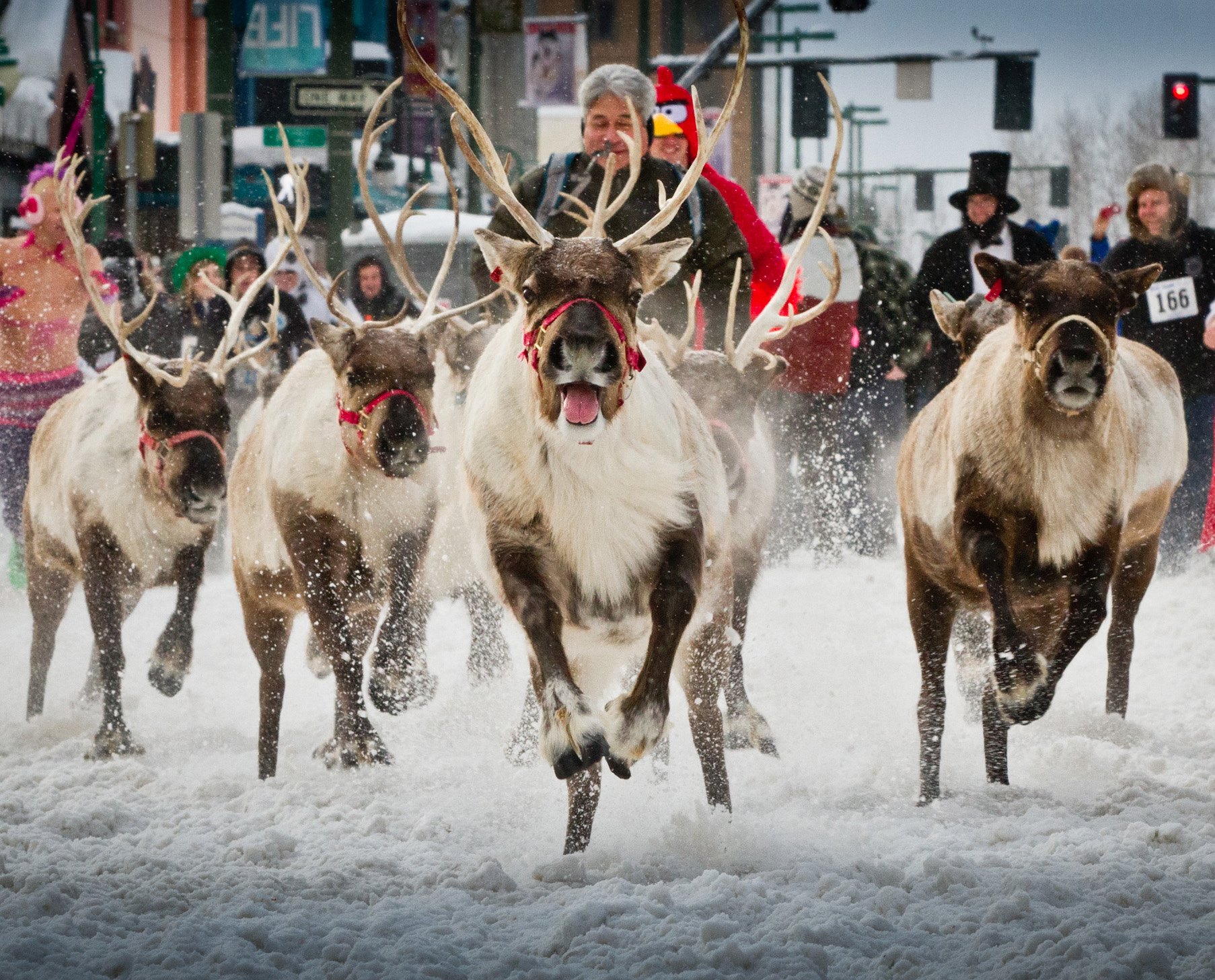阿拉斯加以鬥牛節為靈感推出了奔馴鹿的活動。(圖片來源／Fur Rondy）