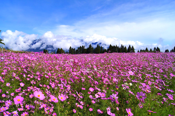 台灣四季皆有美麗花卉，賞花成為台灣重要旅遊活動。(圖片來源／福壽山農場粉絲團）