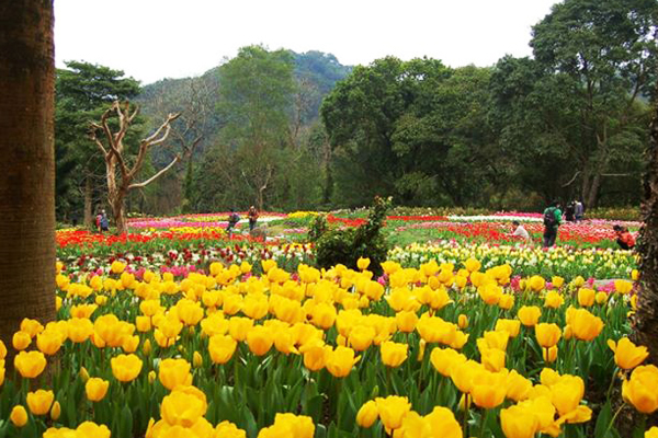 園區內鬱金香花種高達30多種，花海壯闊美麗。(圖片來源／桃源仙谷）